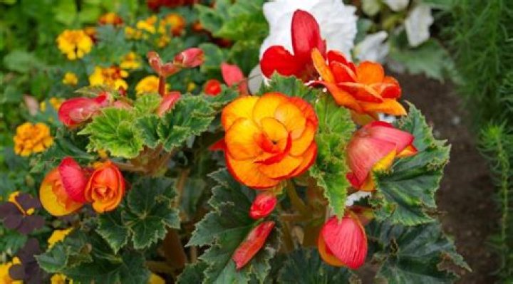 Are begonias perennial