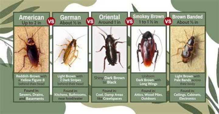 Are cockroaches common