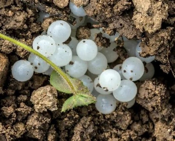 Are eggs good for soil