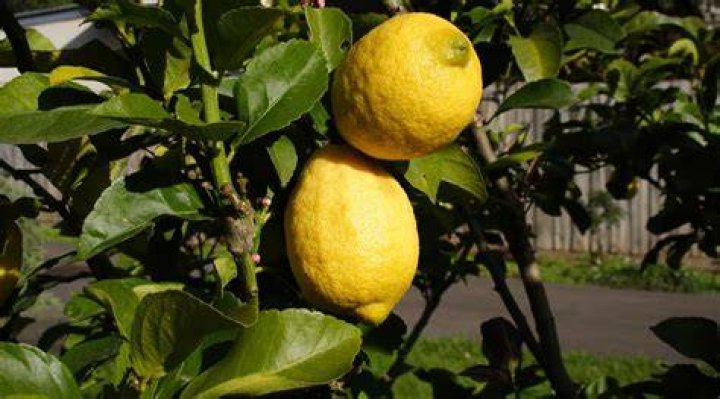 Are Eureka lemons sour