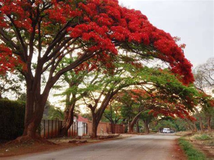 Are Flame Trees toxic