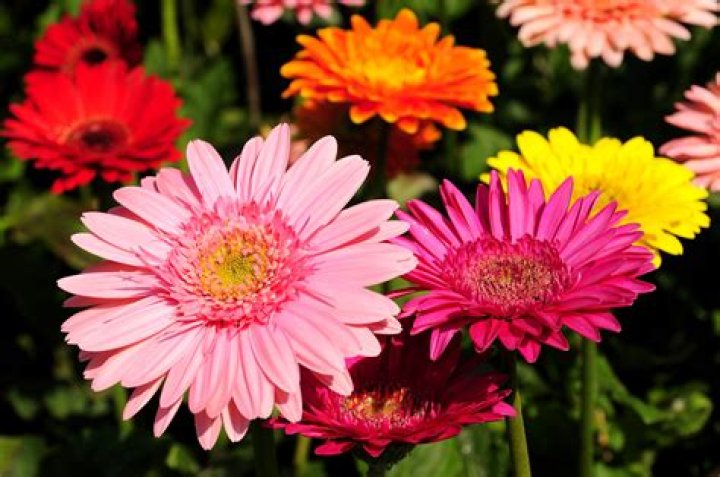 Are gerberas perennial