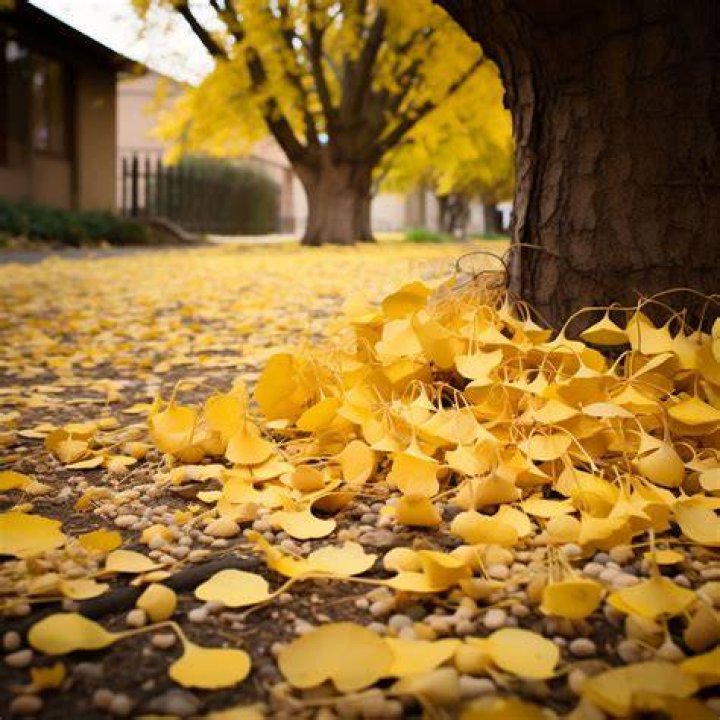 Are ginkgo trees messy