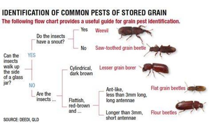 Are grain bugs harmful