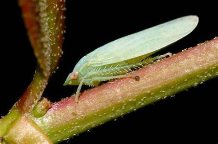 Are Gyponana dangerous
