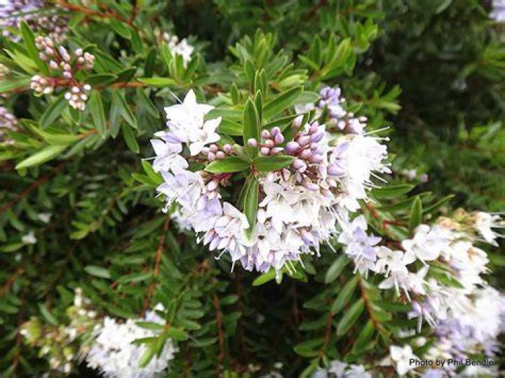 Are Hebes native to NZ