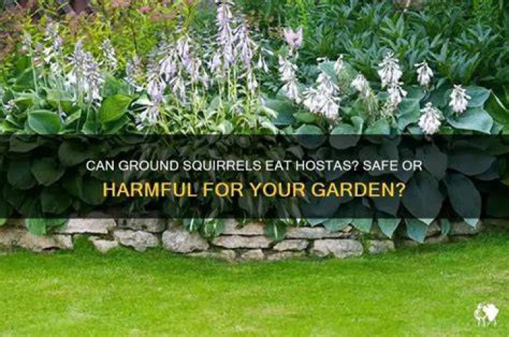 Are hostas safe to eat