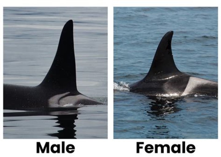 Are killer whales mean