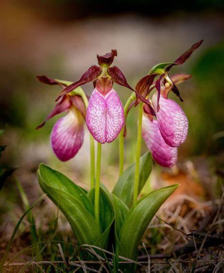 Are lady slippers rare