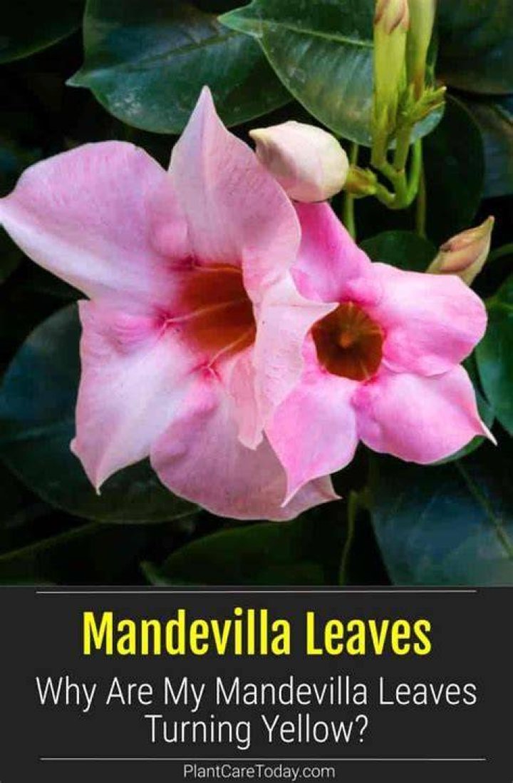 Are Mandevilla leaves poisonous