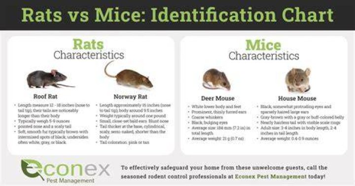 Are mice or rats worse
