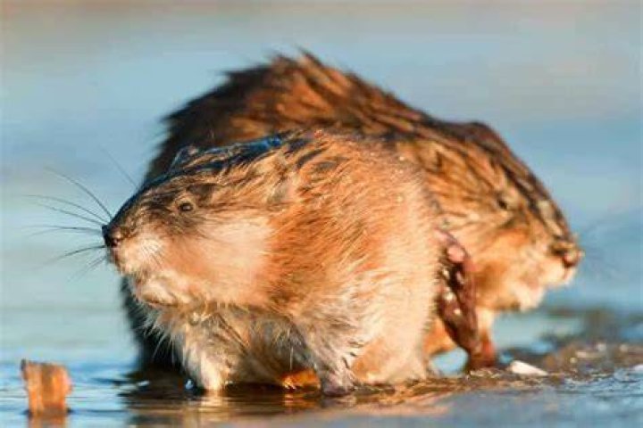 Are muskrats dangerous