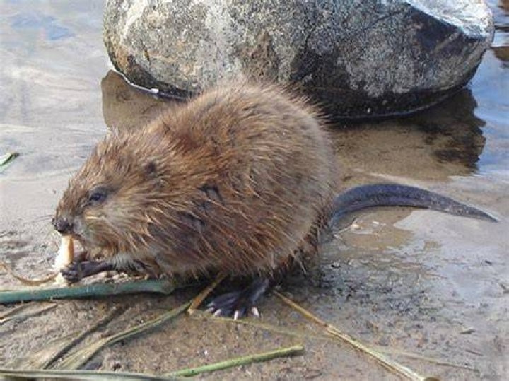 Are muskrats good pets