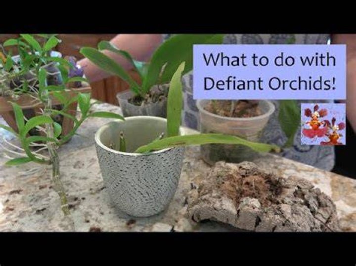 Are orchids difficult