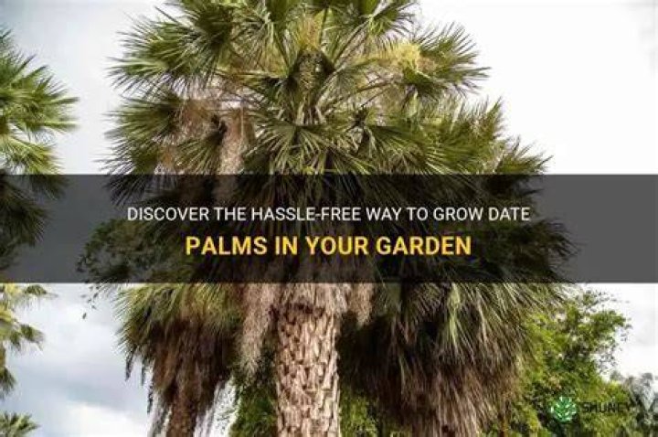 Are Palms easy to grow