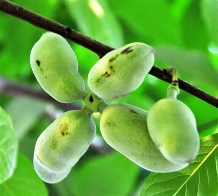 Are paw paw trees rare