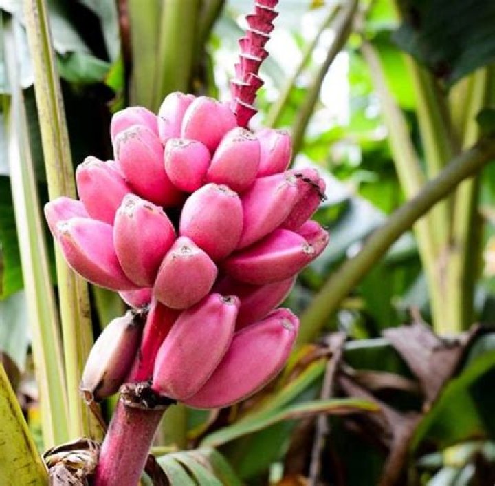 Are pink banana edible
