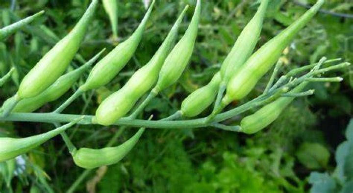 Are radish pods edible