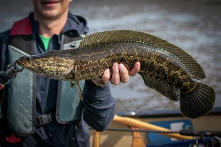 Are snakeheads healthy