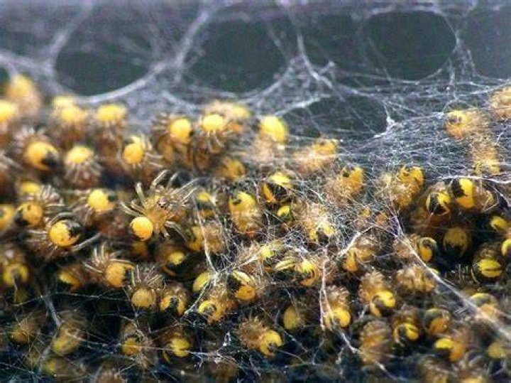 Are spider eggs yellow