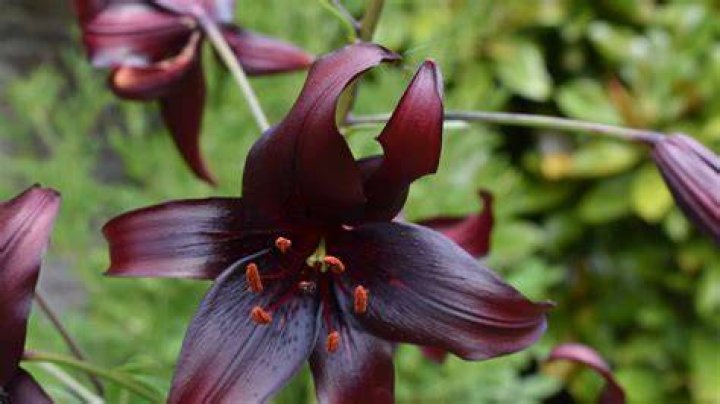 Are there black lilies