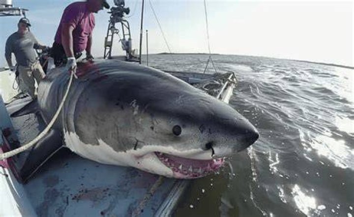 Are there great white sharks in California