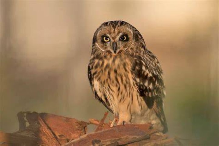 Are there owls on Oahu