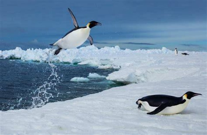 Are there penguins in Arizona