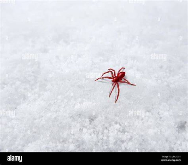 Are there snow spiders