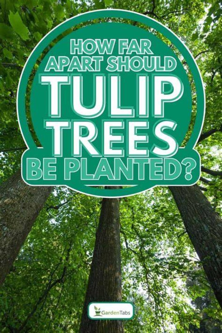 Are tulip trees strong