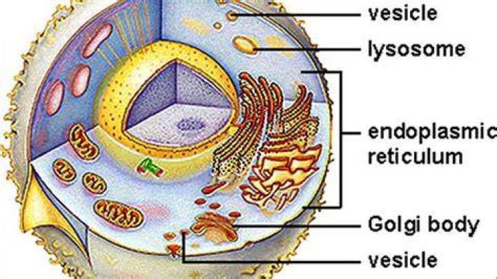 Are vesicle in plant and animal cells