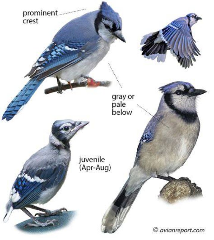 Can a Blue Jay be gray