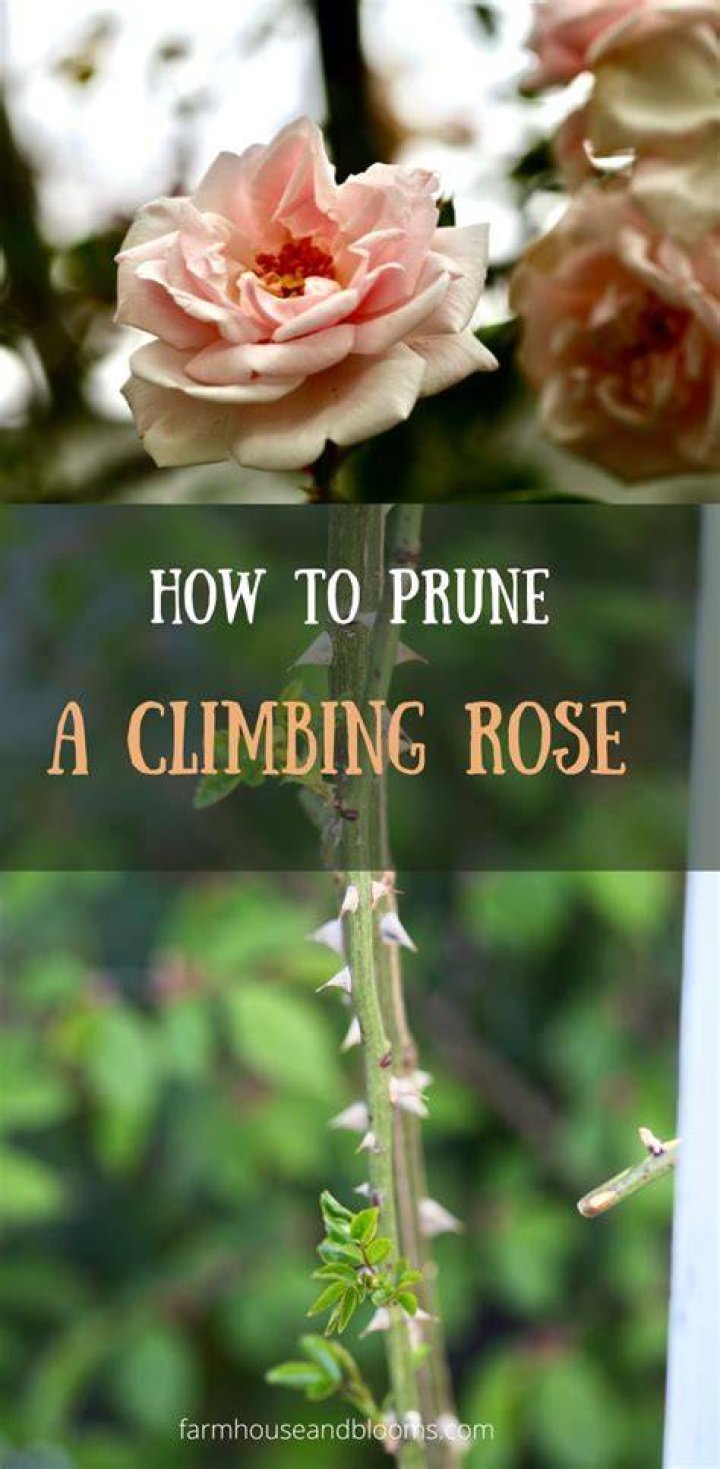 Can a shrub rose climb