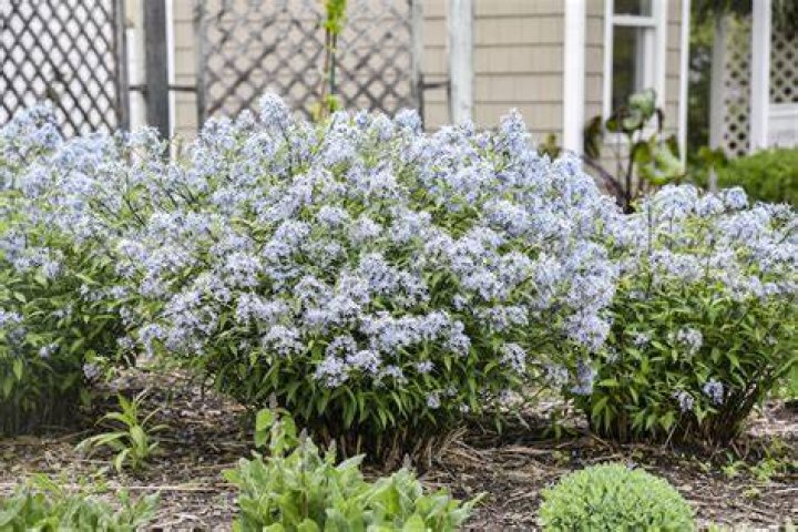 Can Amsonia be divided
