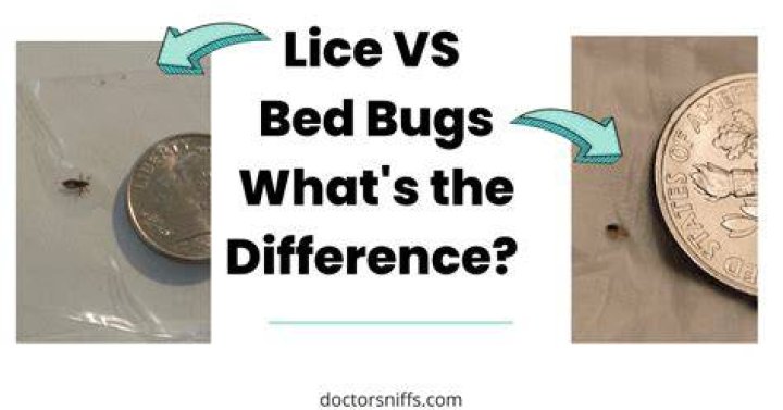 Can ants kill bed bugs