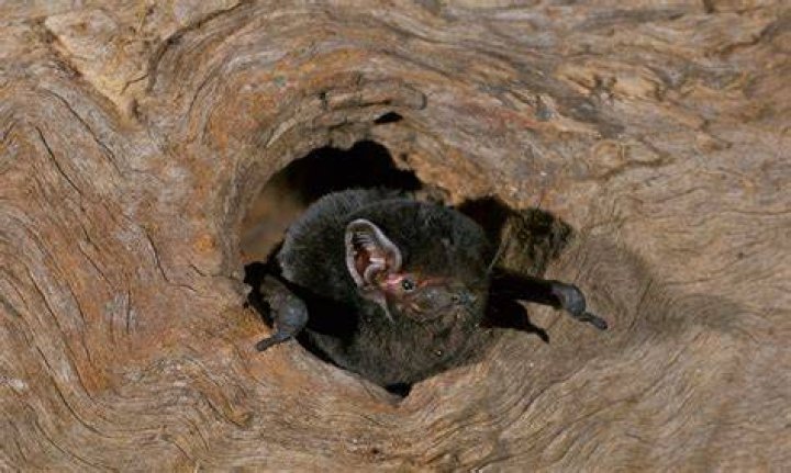 Can bats live in trees