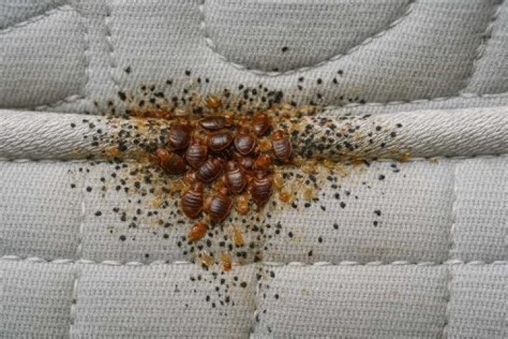 Can bed bugs kill dogs