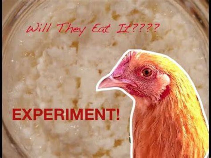 Can chickens eat kefir