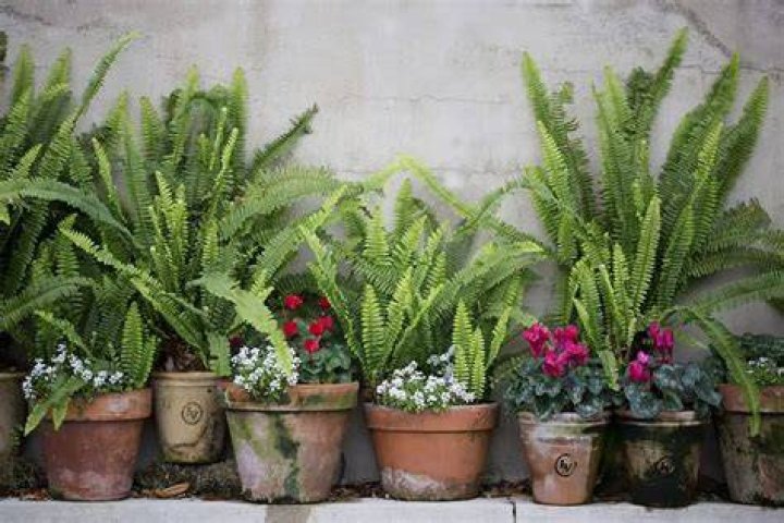 Can ferns grow in pots