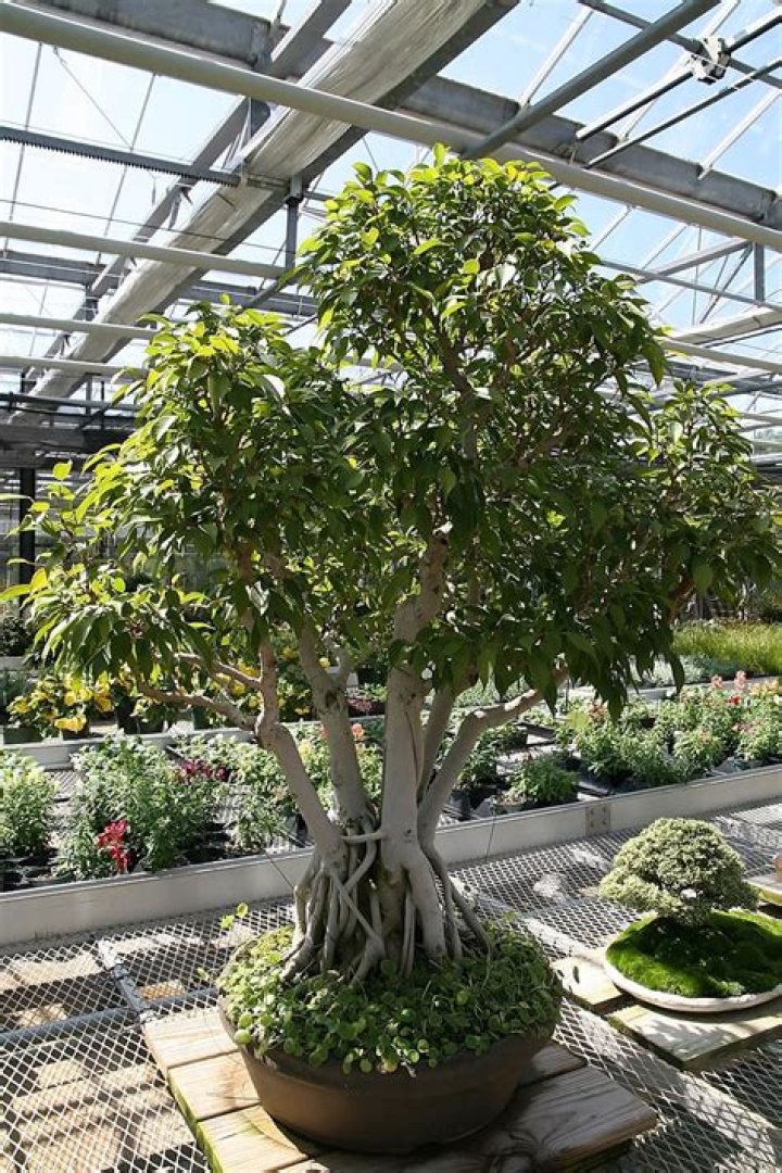 Can ficus grow indoors