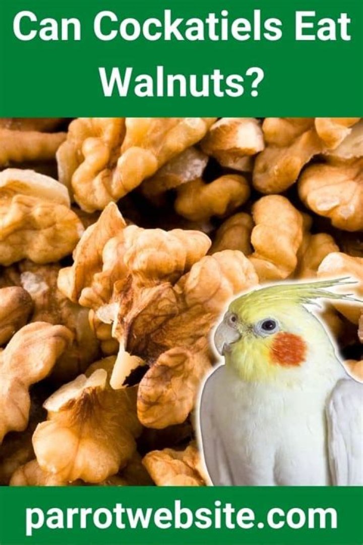 Can galahs eat walnuts