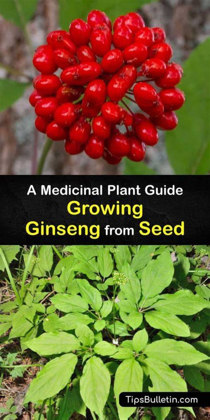 Can I chew on ginseng