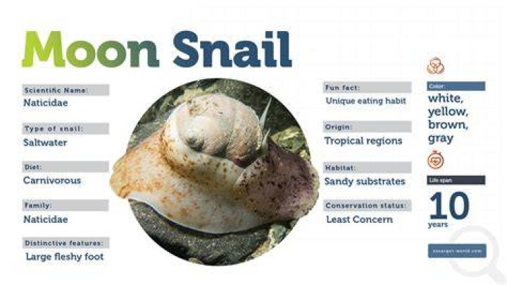 Can I eat moon snails