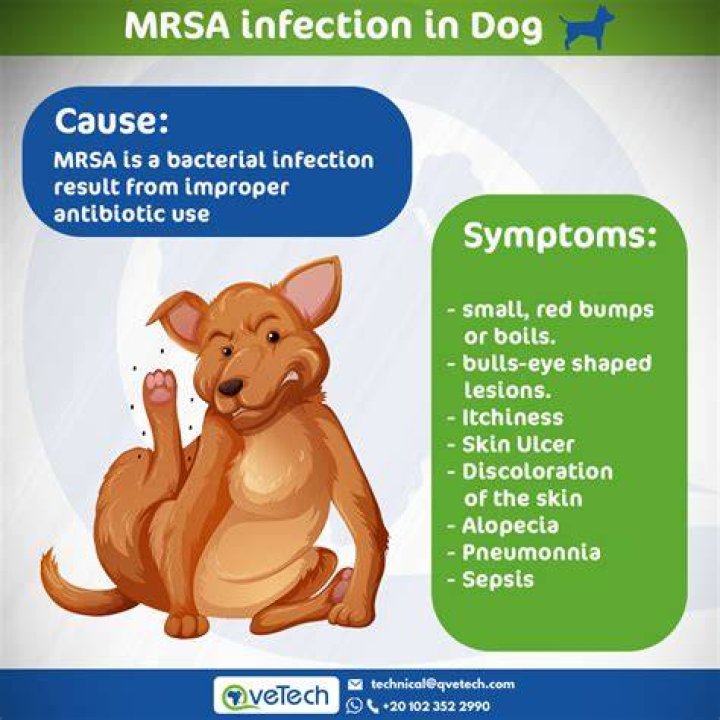 Can I give my dog MRSA