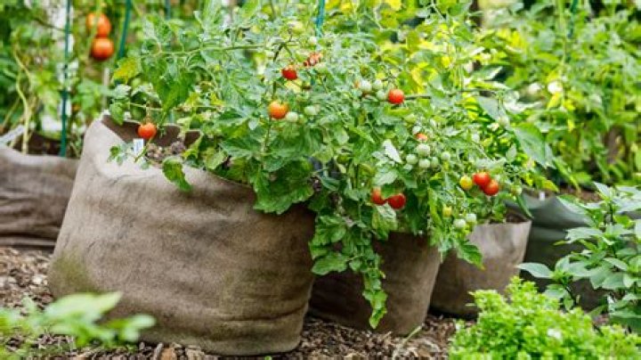 Can I grow grafted tomatoes in grow bags