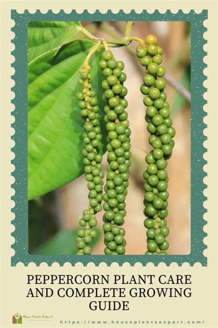 Can I grow peppercorns