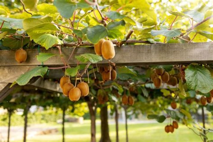 Can Kiwis grow Indiana