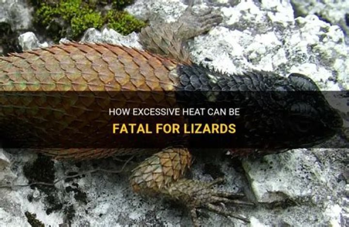 Can lizards sense heat