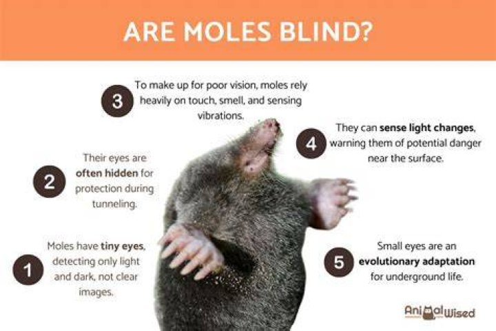 Can Moles see and hear
