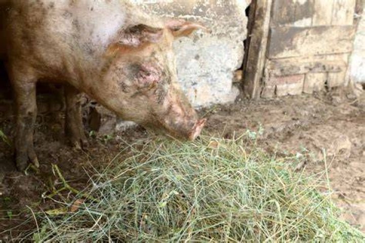 Can pigs eat grass hay